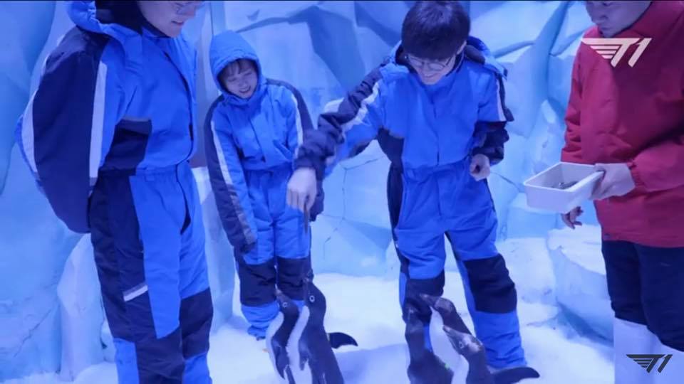 Faker really likes real penguins too