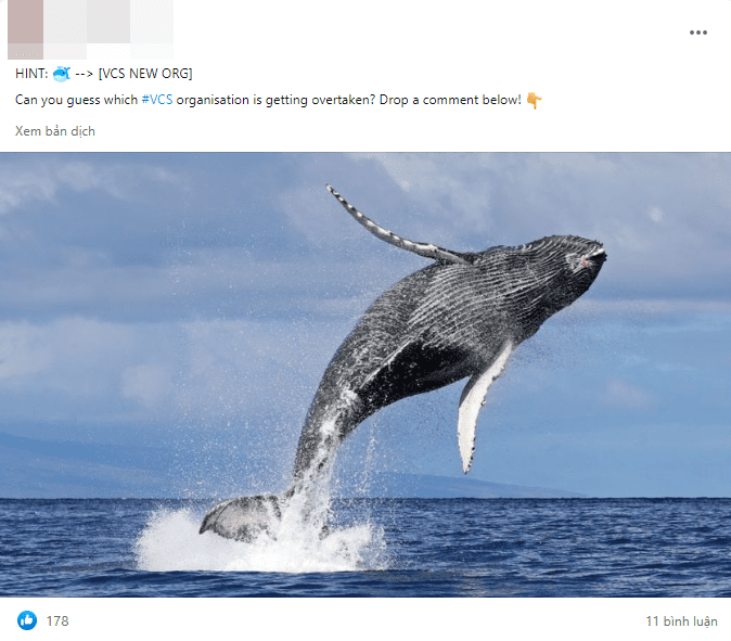A fairly reputable source in the VCS community hinted that an organization related to whales would appear in the upcoming VCS