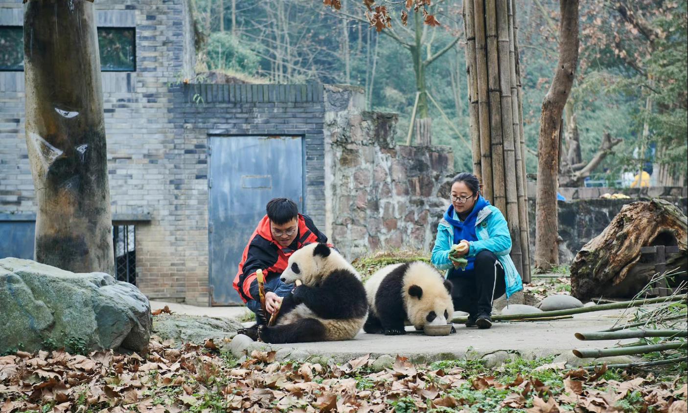 Participating in panda protection efforts.